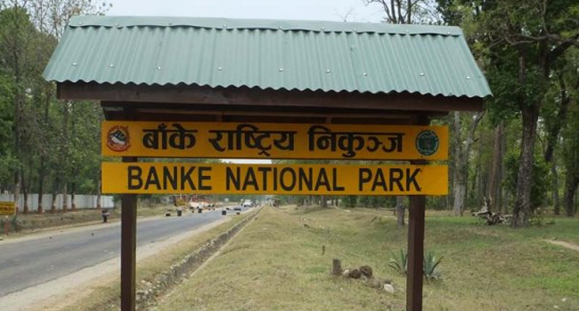 बाँके निकुञ्ज क्षेत्रमा ‘टाइम कार्ड’ को समय घटाइयो