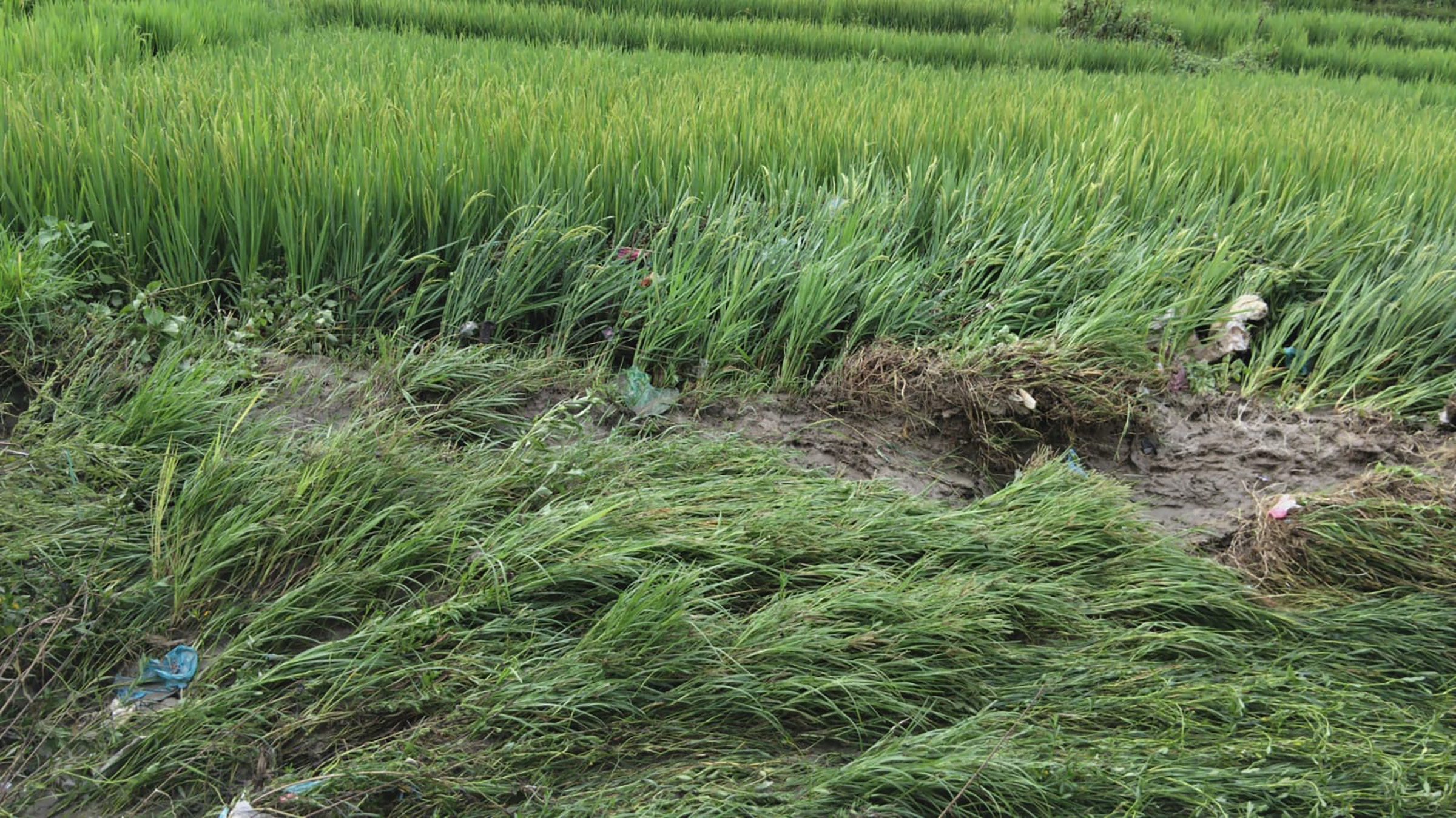 हावाहुरीले बाँकेमा धानबाली क्षति