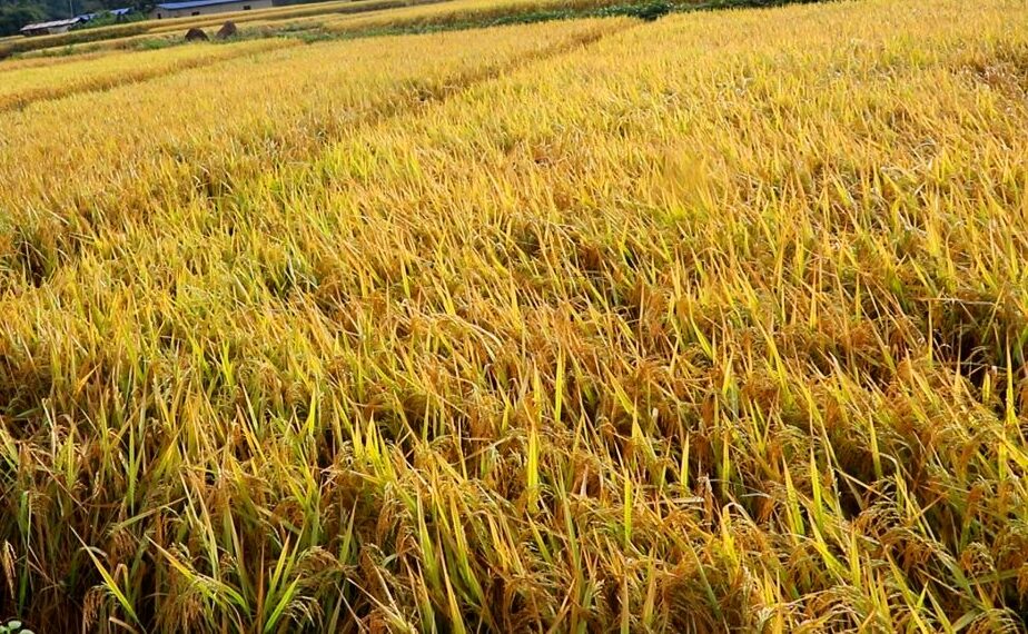 कञ्चनपुरमा धान उत्पादनमा वृद्धि हुने प्रक्षेपण