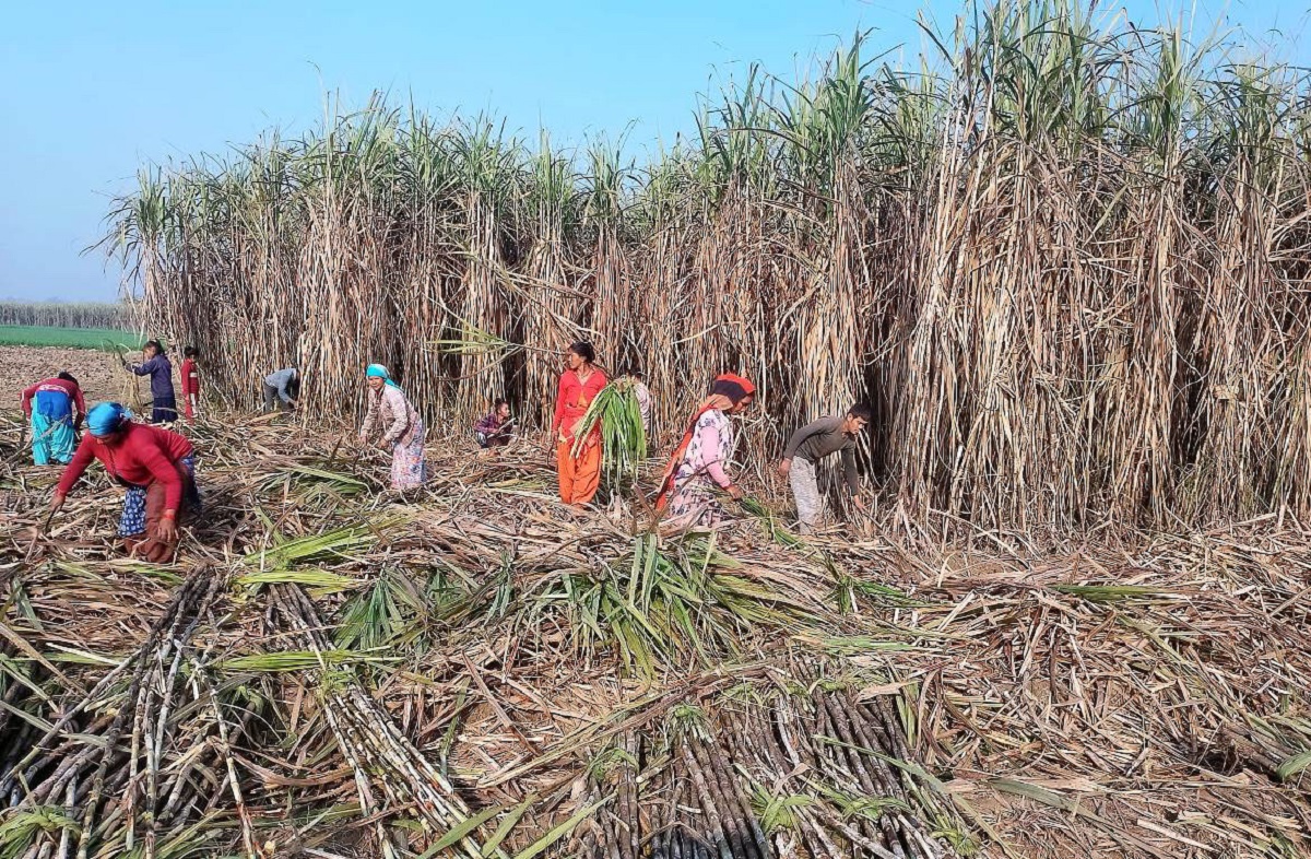 बर्दिया र कैलालीका उखु किसानले बाँकी रकम तत्काल पाउने